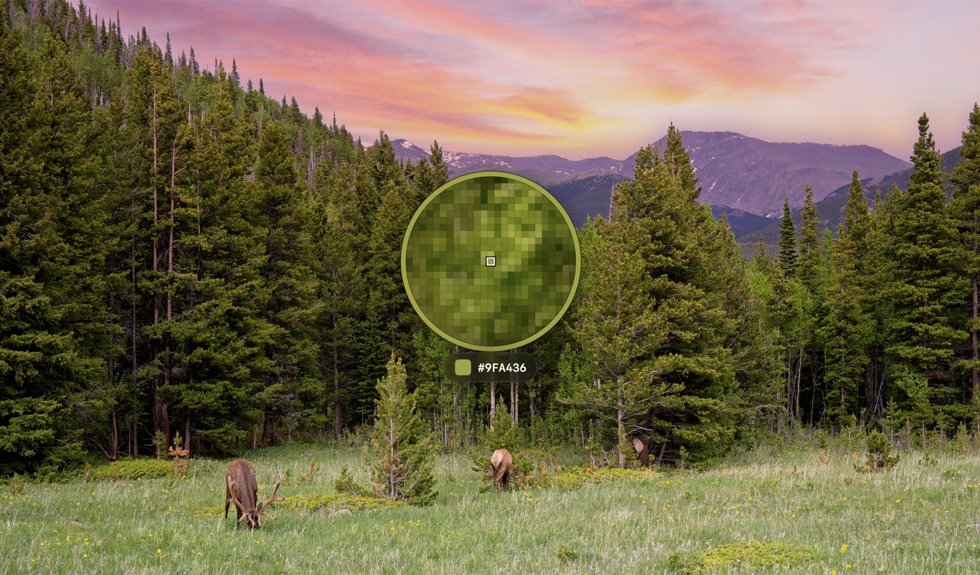 Ember’s loupe held over a photograph, magnifying the pixels of a spruce branch and reading the color under the crosshair as #9FA436.